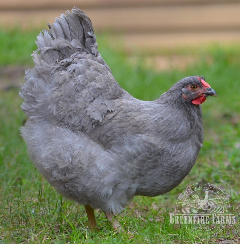 Greenfire Farms Lavender Wyandotte